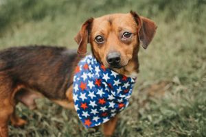 Photo of Bandit