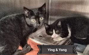 . Ying and Yang .