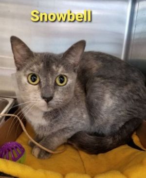 . Snowbell .