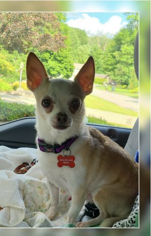 . Chico - ADOPTION PENDING .