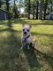 . Chico - ADOPTION PENDING .