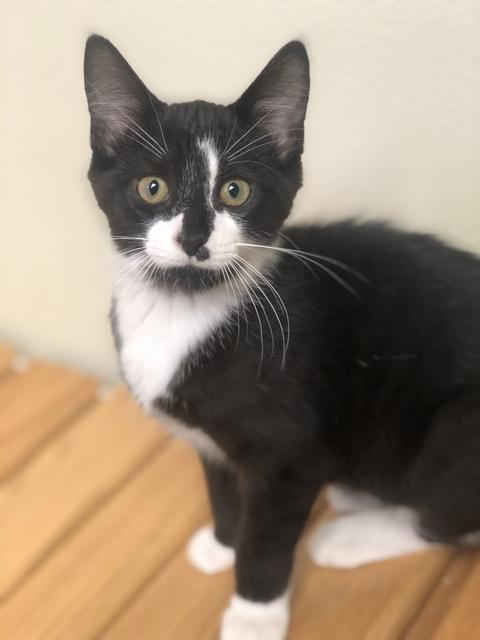 . Shy Guy - update! Adopted! .