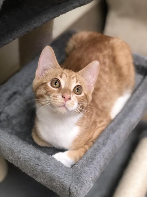 . Duncan - kitten! .