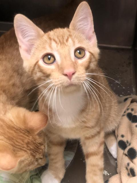 . Edgar - update! Adopted! .