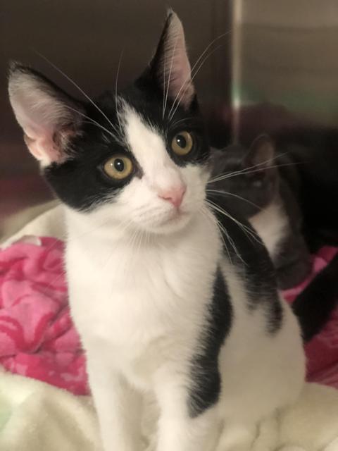 . Oreo - kitten! .