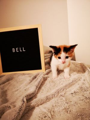 . Bell .