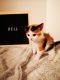 . Bell .
