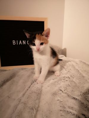 . Bianca .