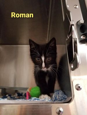 . Roman .
