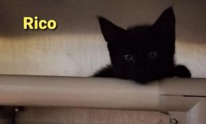 . Rico .