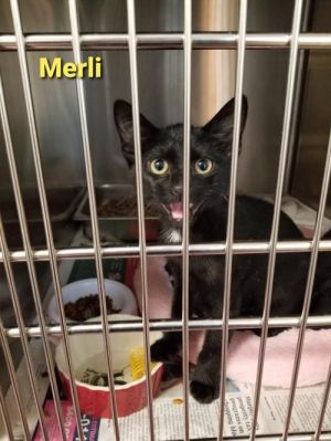 . Merli (m) .