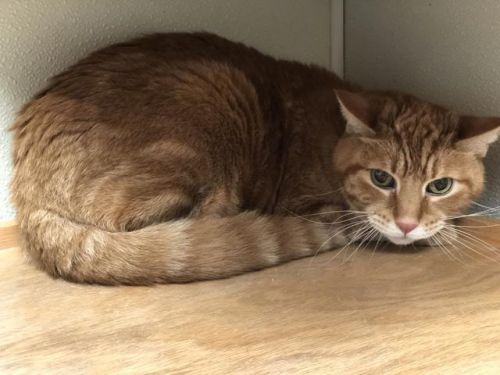 . Cody - senior front declaw .