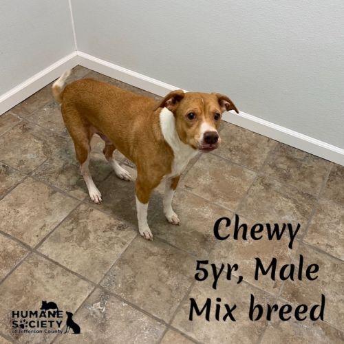 . Chewy .