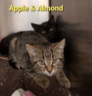 . Apple(f) and Almond(m) .