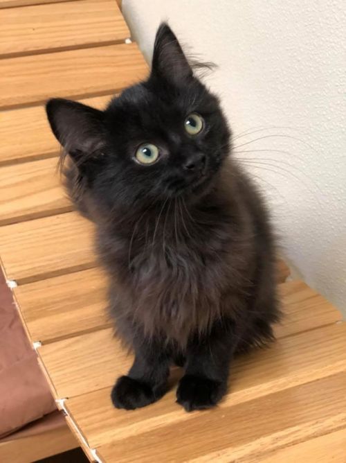 . Domino - update! adopted! .