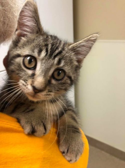 . Rocky - kitten! .