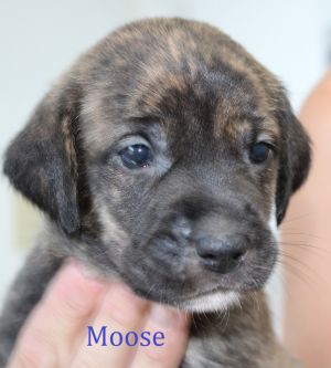 . Moose .