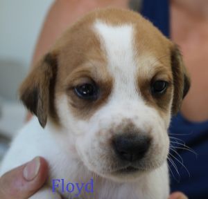 . Floyd .