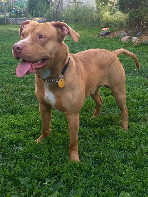 . Ernie (needs experienced handler) .