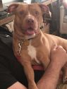 . Ernie (needs experienced handler) .