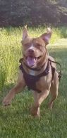 . Ernie (needs experienced handler) .