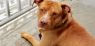 . Ernie (needs experienced handler) .