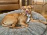 . Ernie (needs experienced handler) .