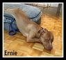 . Ernie (needs experienced handler) .