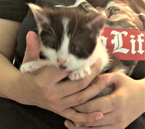 Adoption Process — Trenton Cats Rescue