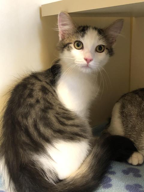 . Oscar - kitten! .