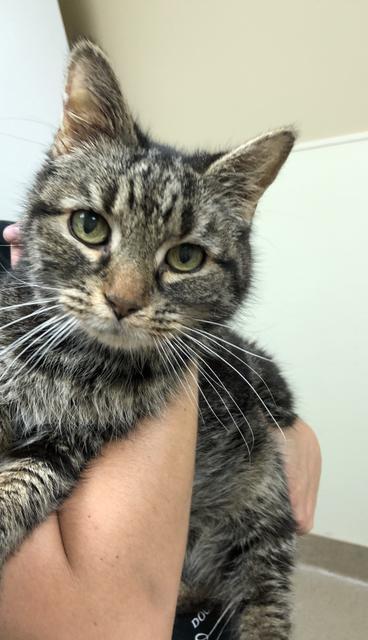 . Mack - Senior Front Declaw .