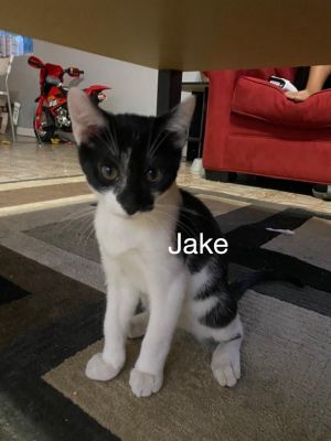 . Jake .