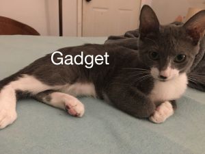 . Gadget .