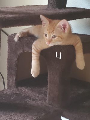 . Lj .