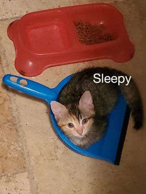 . Sleepy .