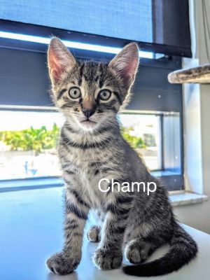 . Champ .