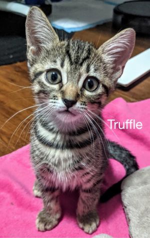 . Truffle .