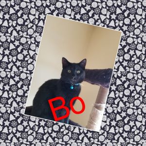 . Bo .