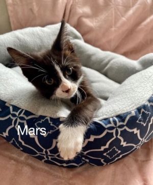 . Mars .