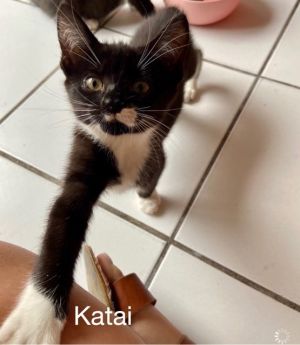 . Katai .