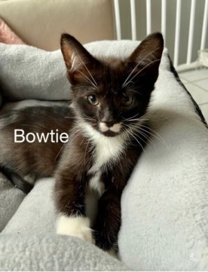 . Bowtie .
