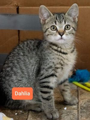 . Dahlia .