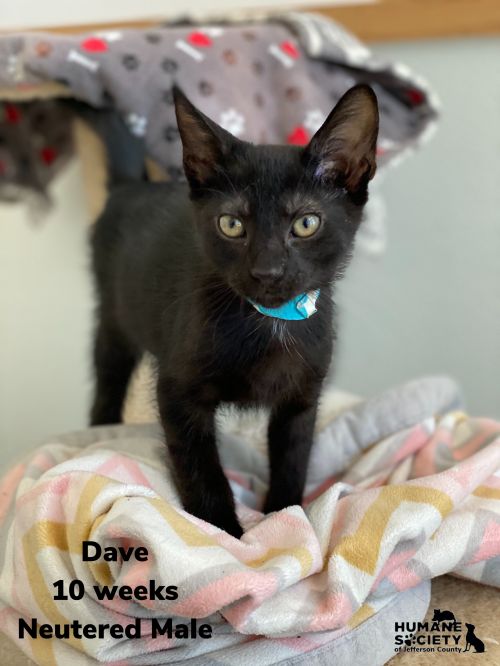 . Dave .