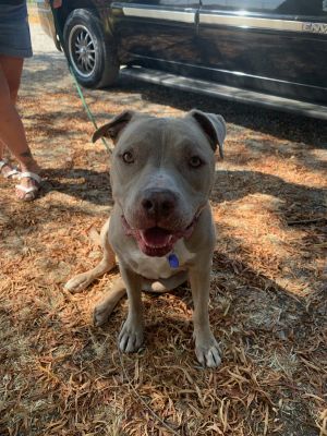 . Kane-FOSTER HOME NEEDED URGENT!!! .