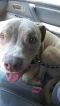 . Kane-FOSTER HOME NEEDED URGENT!!! .