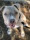 . Kane-FOSTER HOME NEEDED URGENT!!! .
