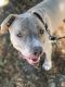 . Kane-FOSTER HOME NEEDED URGENT!!! .