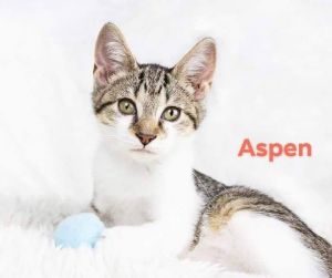 . Aspen .