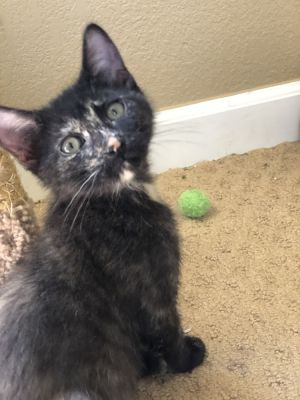 Ali