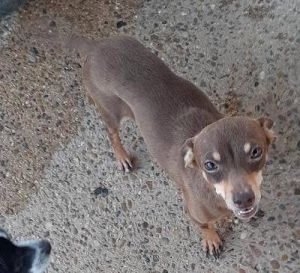 . Hershey .